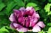 Rockii Peony: CHUN MAN REN JIAN